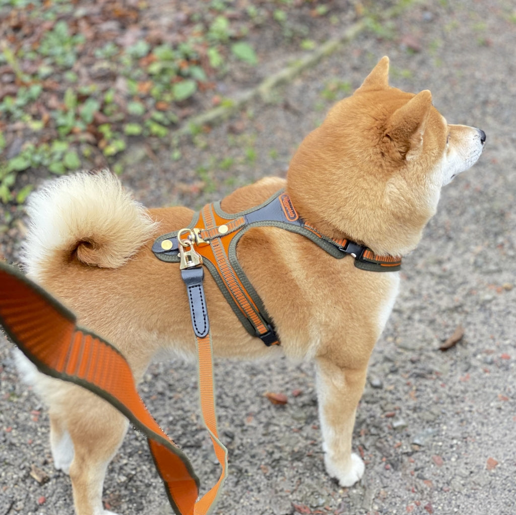 ハーネス FOLLOW オレンジ・オリーブ / Harness "FOLLOW" orange-olive XS, S, M, L, XLサイズ