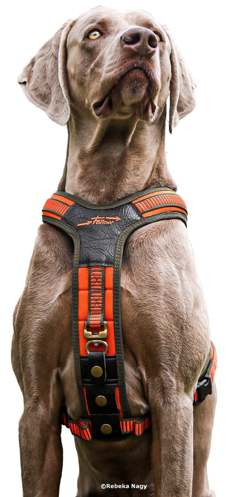 ハーネス FOLLOW オレンジ・オリーブ / Harness "FOLLOW" orange-olive XS, S, M, L, XLサイズ