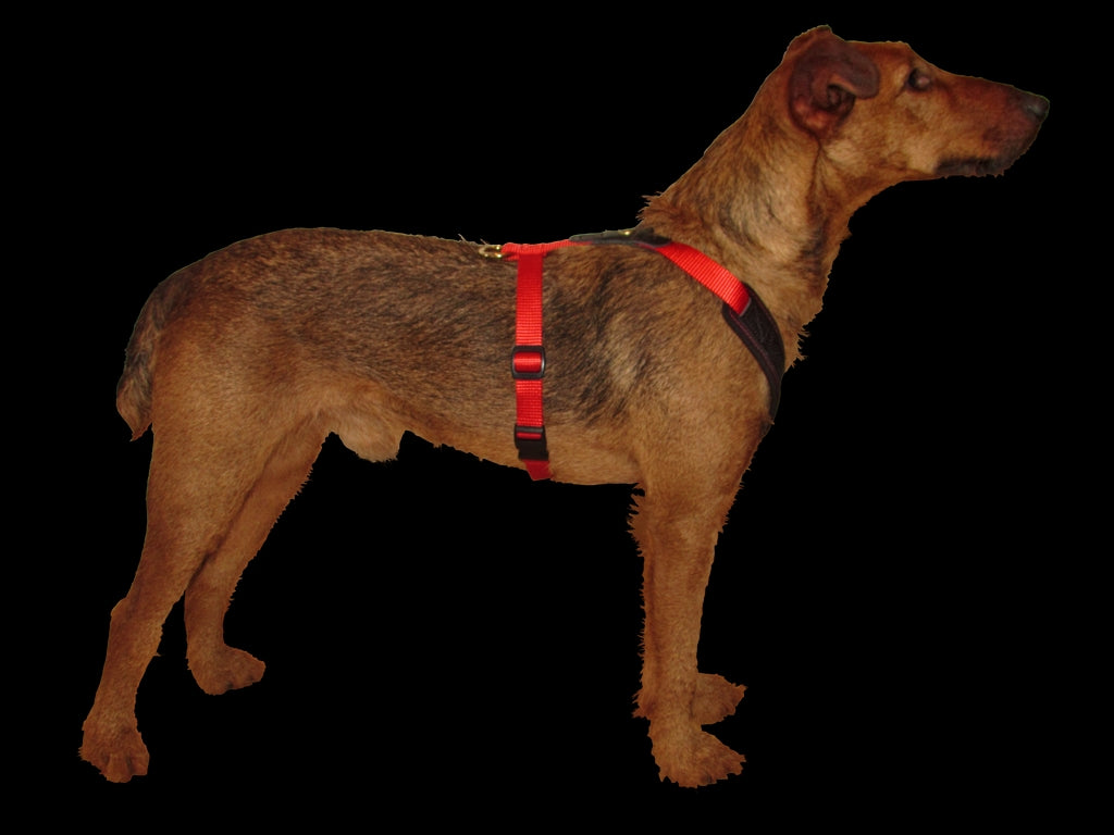 Niggeloh ハーネス FOLLOW Start レッド / Dog Harness FOLLOW Start RED XXS/XS & S/Mサイズ