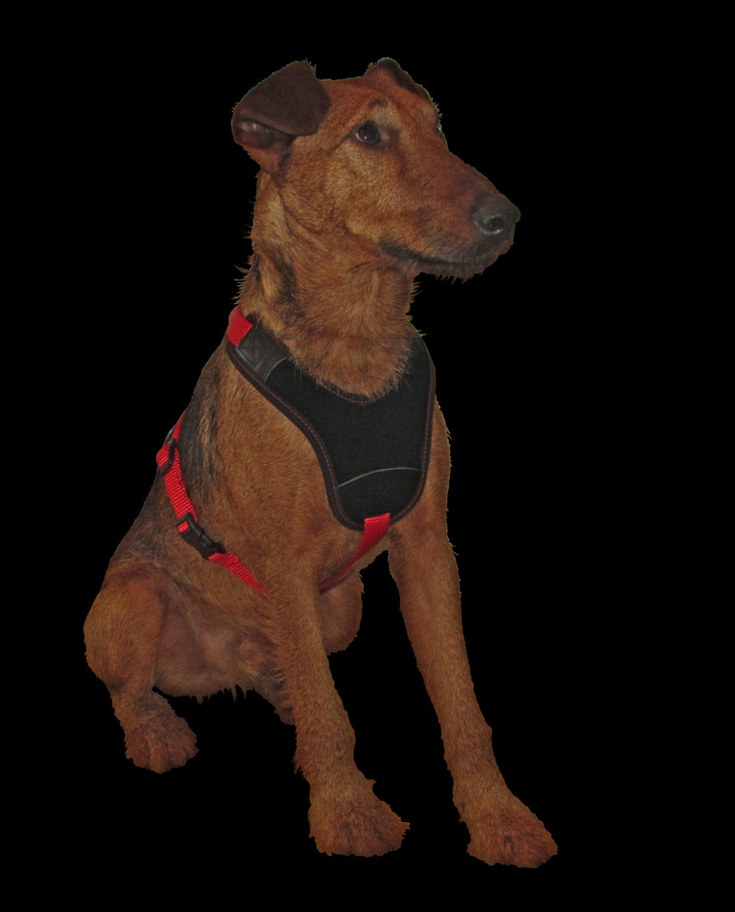 Niggeloh ハーネス FOLLOW Start レッド / Dog Harness FOLLOW Start RED XXS/XS & S/Mサイズ