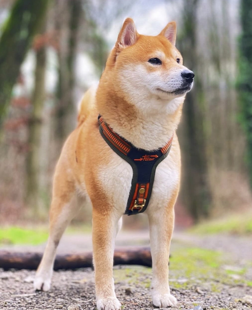 ハーネス FOLLOW オレンジ・オリーブ / Harness "FOLLOW" orange-olive XS, S, M, L, XLサイズ