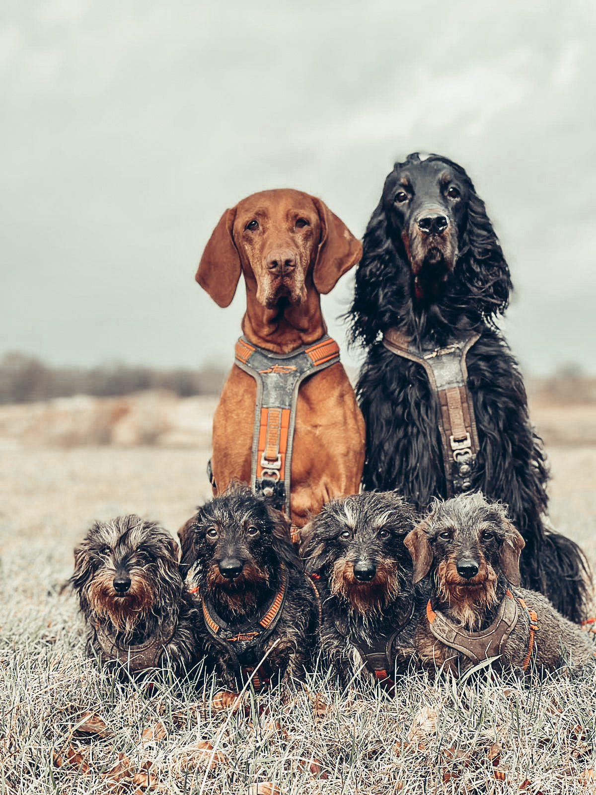 Niggeloh Dog Collection