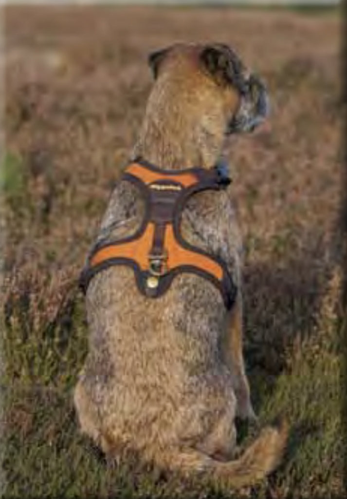 ハーネス FOLLOW Light オレンジ / Dog Harness FOLLOW Light ORANGE XXS, XS, S, Mサイズ