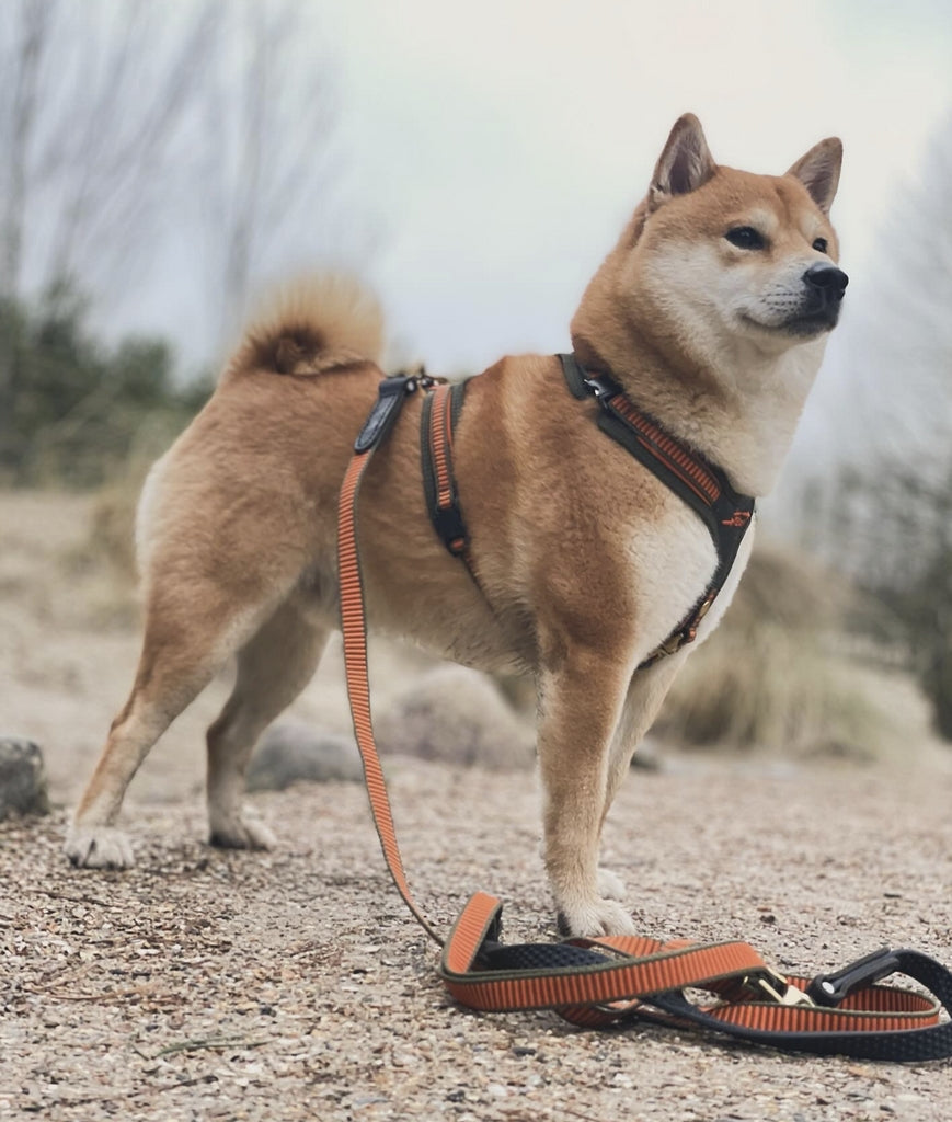 ショルダー リード GRIP オレンジ-オリーブ / SHOULDER LEAD GRIP ORANGE - OLIVE